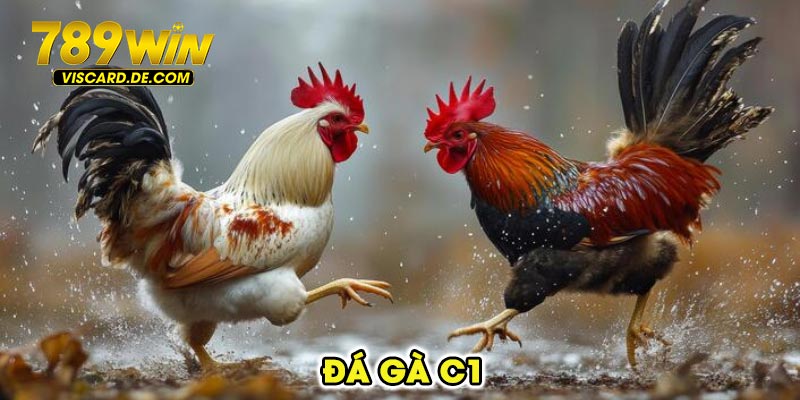 đá gà C1