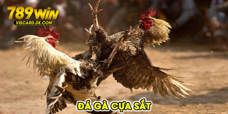 đá gà cựa sắt