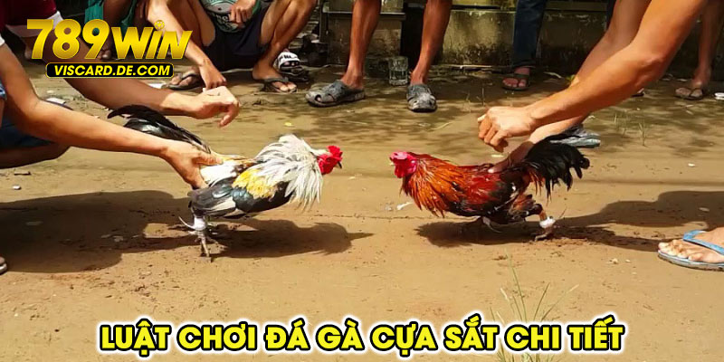 Luật chơi đá gà cựa sắt chi tiết