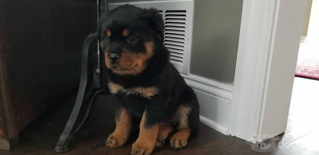 cachorros de Rottweiler macho y hembra