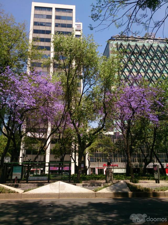 SE RENTAN OFICINAS EN PASEO DE LA REFORMA $42,500