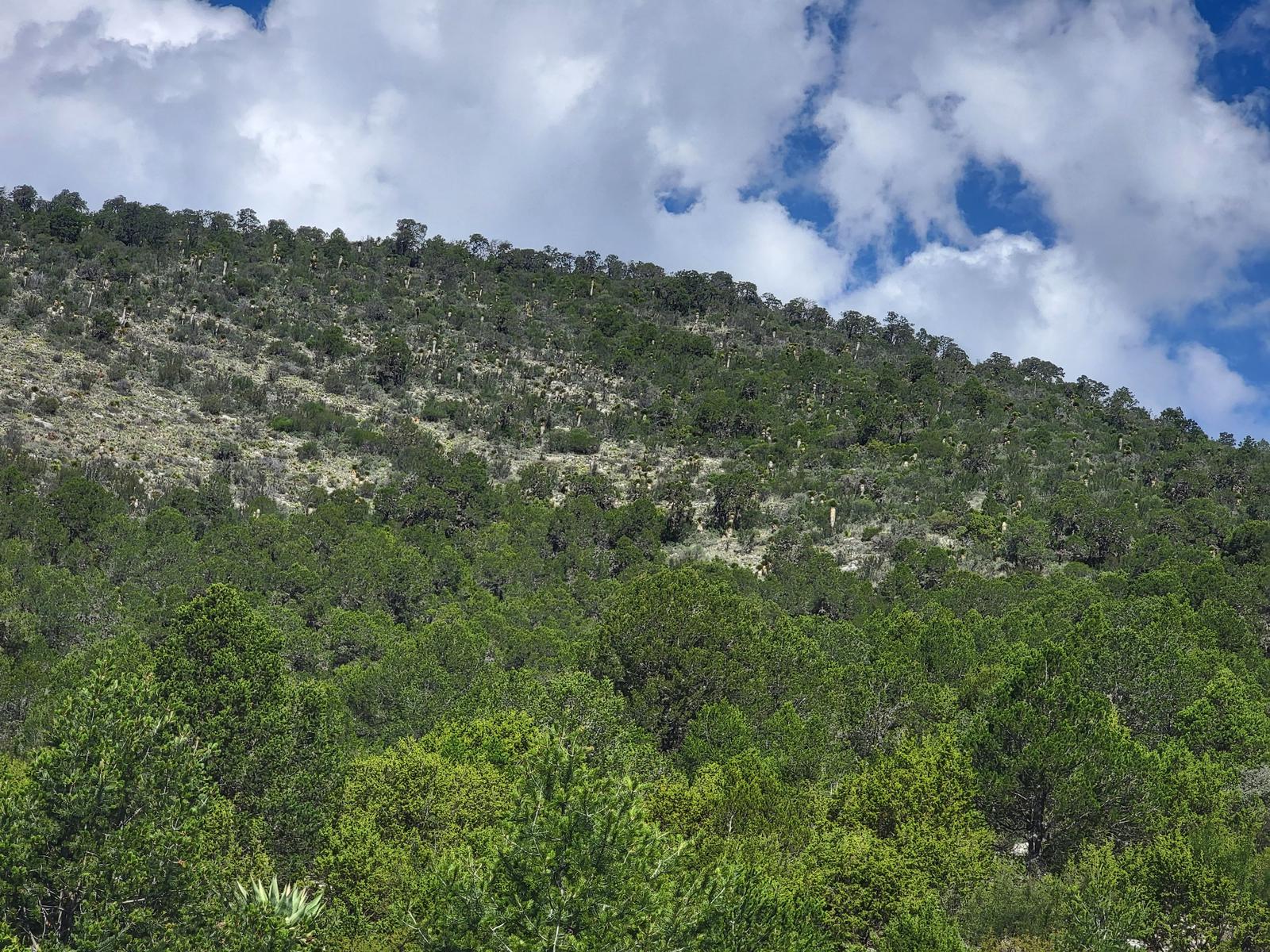 TERRENO EN SIERRA PARA DESARROLLO DE CABAÑAS