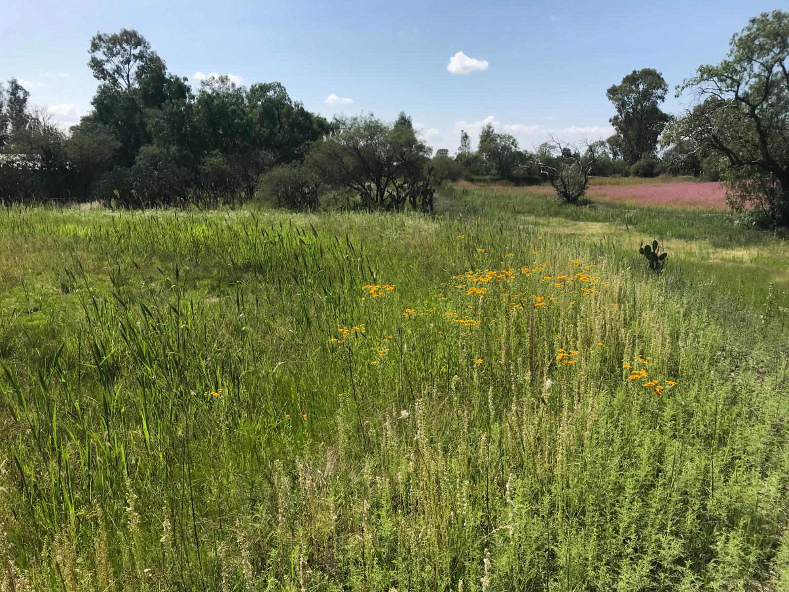 Terreno en El Llano, Santa Clara, Aguascalientes