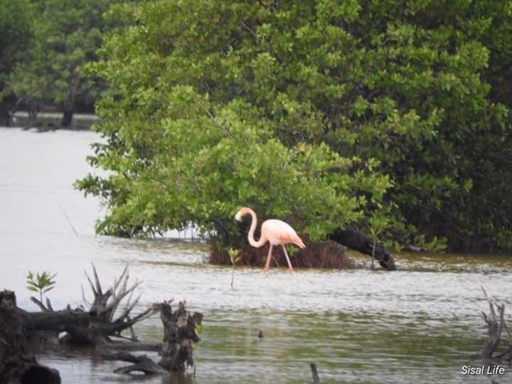 Macrolote frente al mar en Sisal Yucatán ideal para desarrollar hoteles