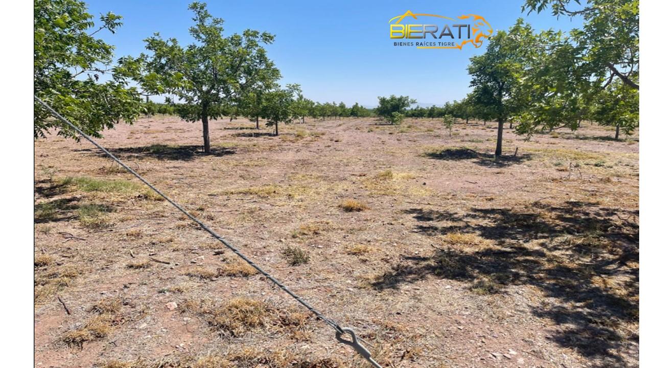 TERRENO RUSTICO AGRICOLA CON HUERTA DE NOGAL EN MEOQUI CHIHUAHUA