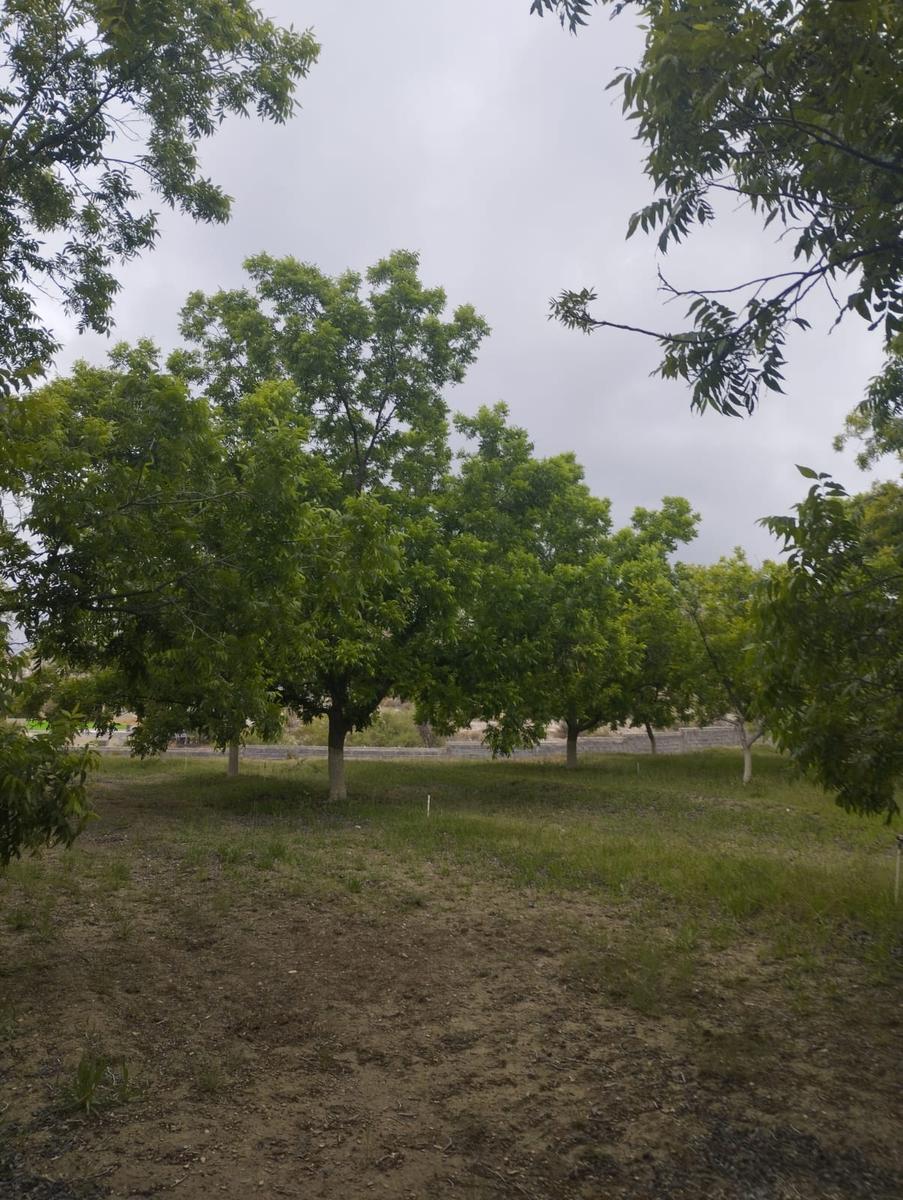 Terreno en Zona Centro Parras Coah. Col. Ojo de Agua - Lote 8