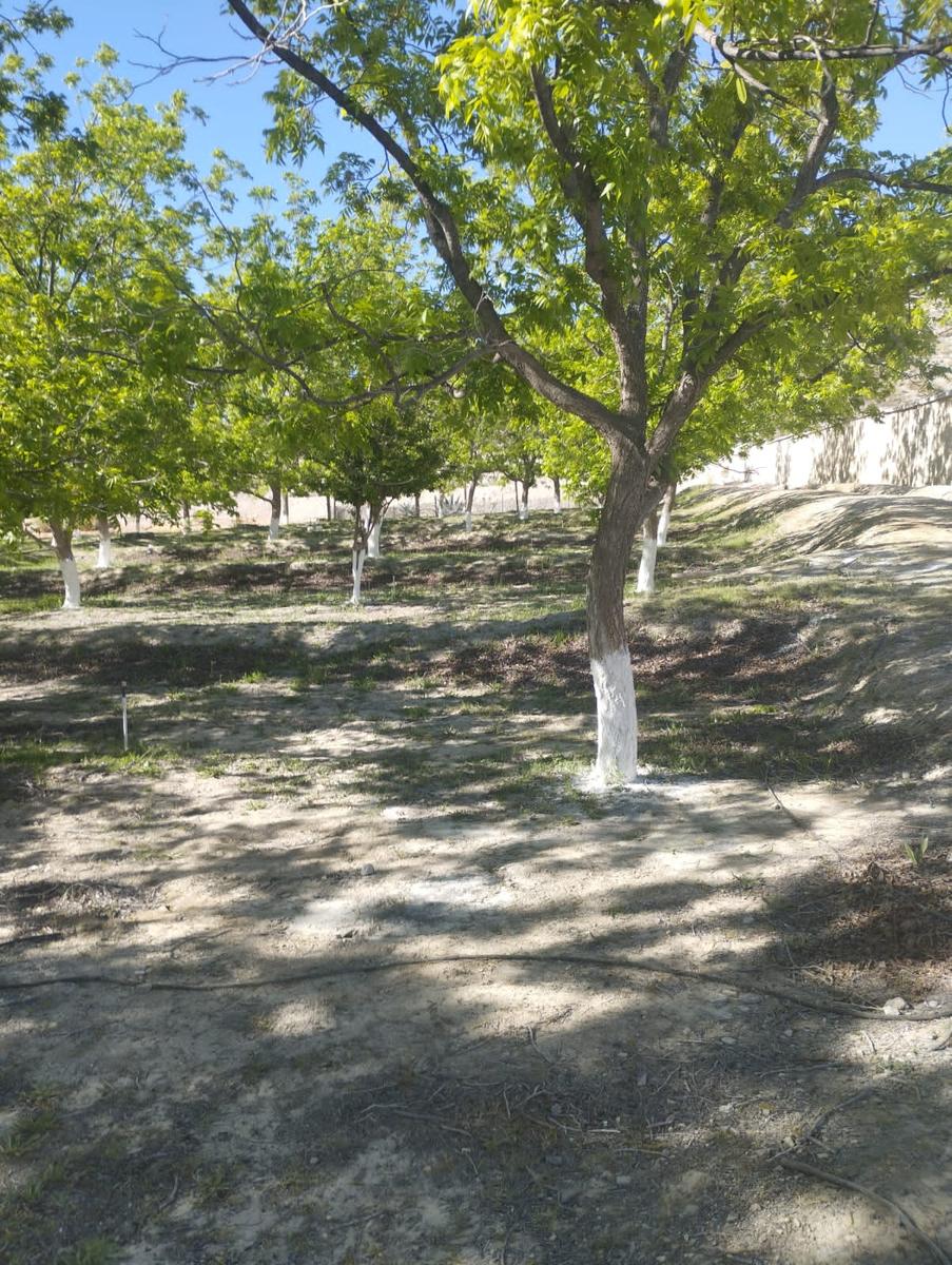 Terreno en Zona Centro Parras Coah. Col. Ojo de Agua - Lote 4