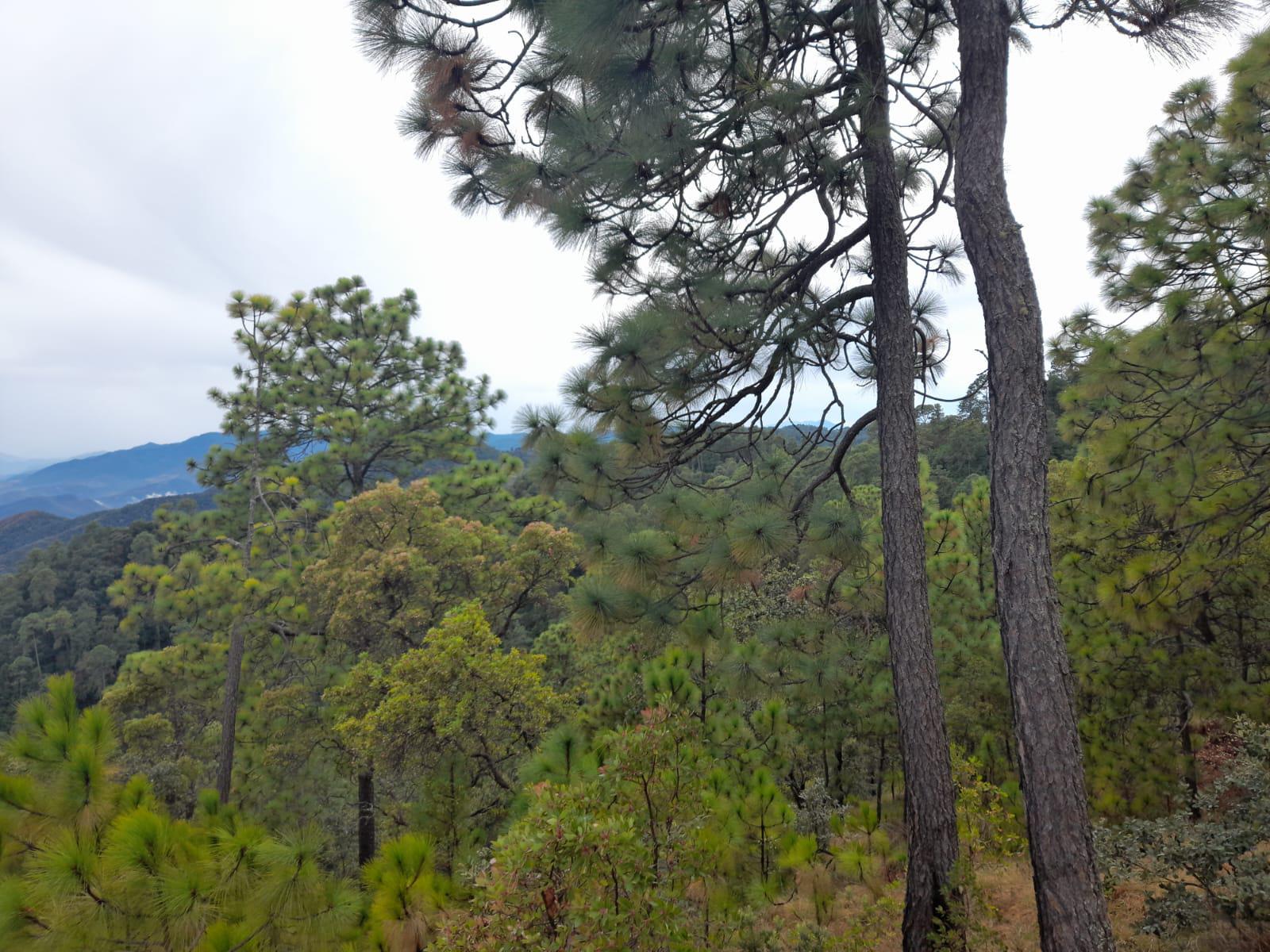 Terrenos en  venta en Mazamitla