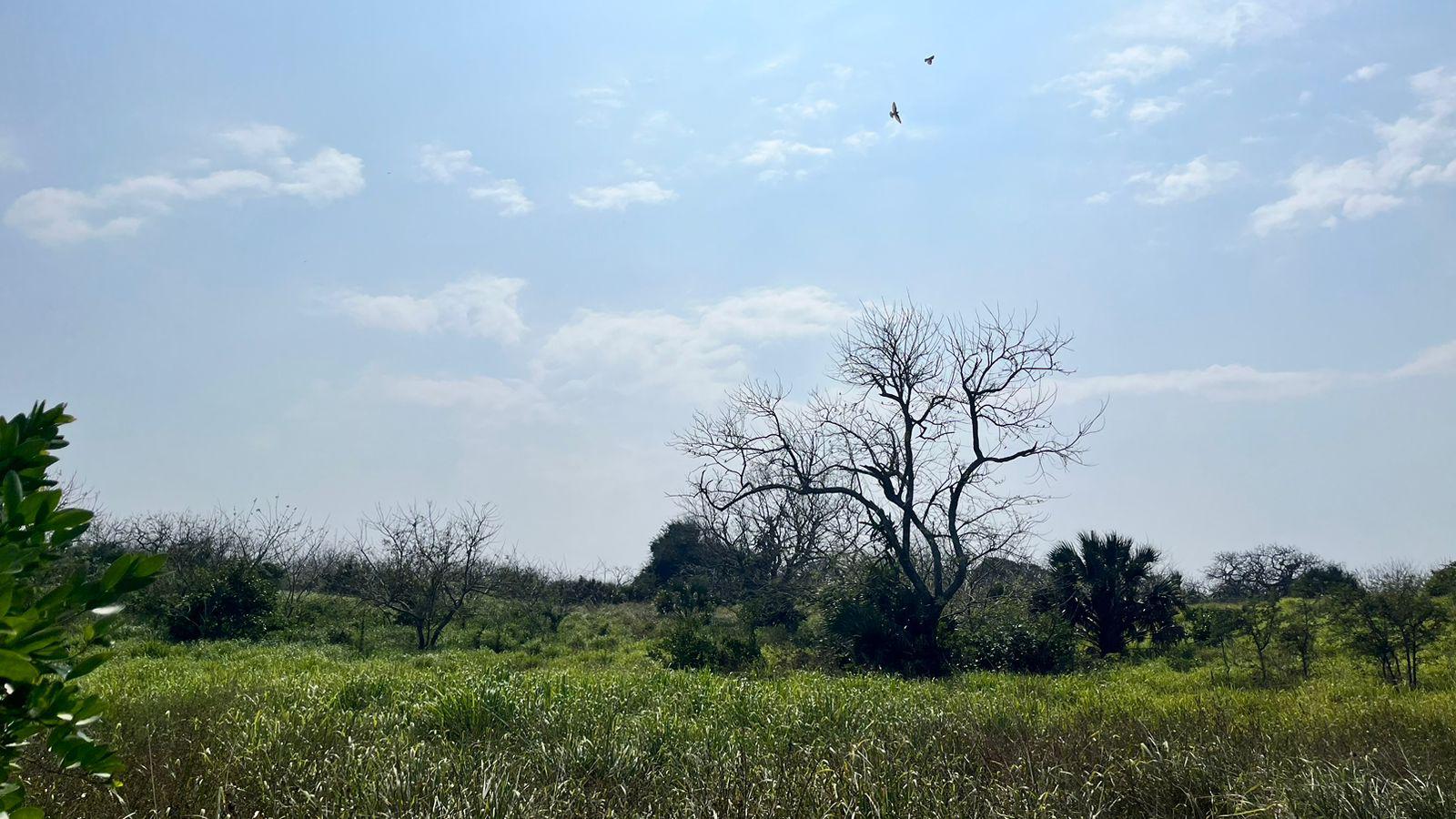 50 Hectáreas en Alvarado, Veracruz, En la Laguna Camaronera