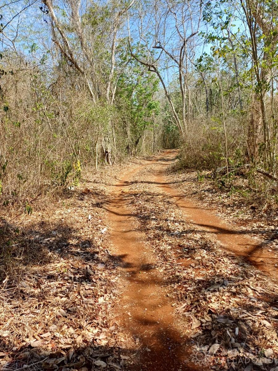 Terreno en venta cerca de Tekom, Yucatán