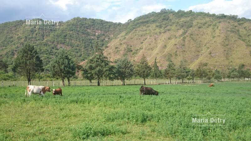 Venta Campo - Santa Clara