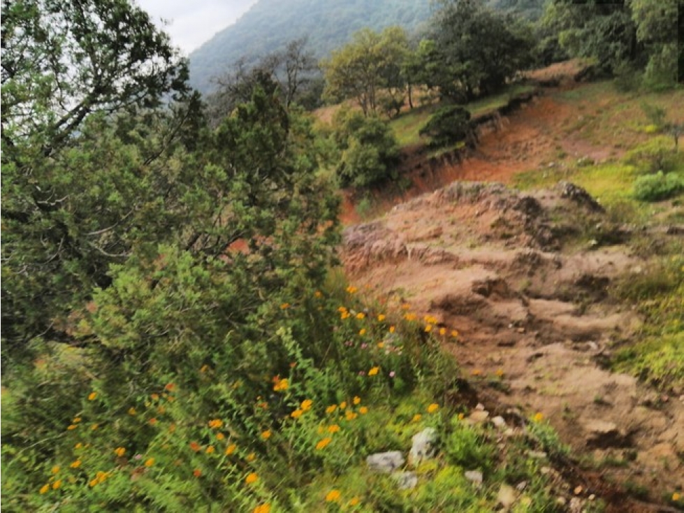 VENTA 10 HECTÁREAS DE BOSQUE EN OMITLAN DE JUAREZ, HIDALGO.